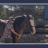 The Power Of Touch - Horse Body Awareness And Relaxation.jpg