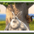 Media Player Classic Home Cinema sc.png