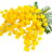 mimosa.png