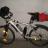longoni notturna.jpg