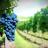 uva_lambrusco-300x199.jpg
