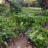One-Day Food Forest! Farming For the New Reality.jpg