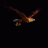 Aigle.gif