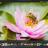 ACDSee Photo Studio Ultimate sc.jpeg