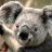 Koala.jpg