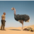 po.png