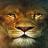 HSYb2KT-lion-wallpapers.jpg