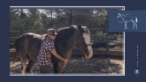 The Power Of Touch - Horse Body Awareness And Relaxation.jpg