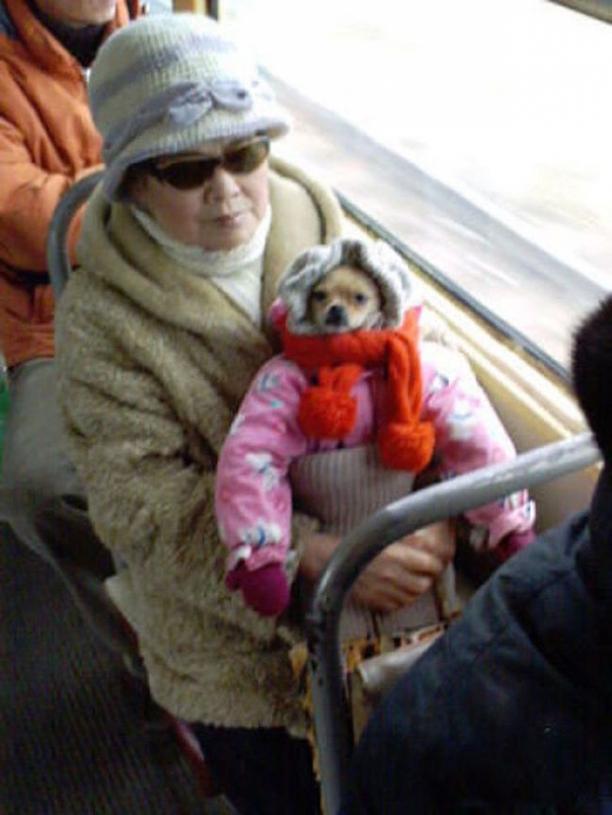 wtf-dog-photos-2 (1).jpg