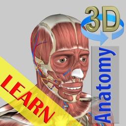 Anatomy Learning - 3D Anatomy.jpg