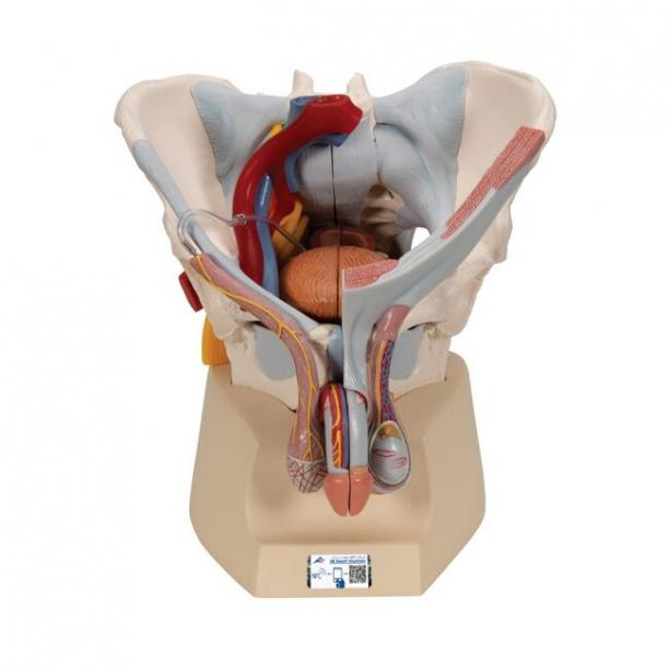 Unlock Your Pelvis for MEN.jpg
