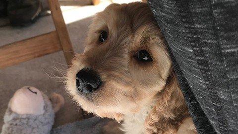 Confidence Boosting For The Cautious Dog.jpg