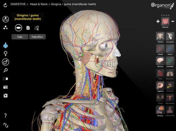 3D Organon Anatomy sc.jpg