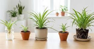 spide plant.jpg