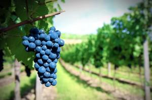 uva_lambrusco-300x199.jpg