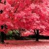autumn_fantasy_avatar_100x100_23467.jpg