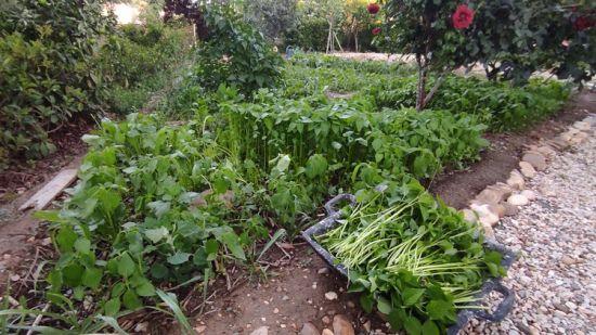 One-Day Food Forest! Farming For the New Reality.jpg