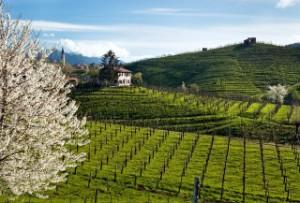 Strada-del-Prosecco-dei-Colli-di-Conegliano-e-Valdobbiadene-le-vigne.jpg