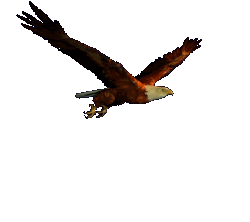Aigle.gif