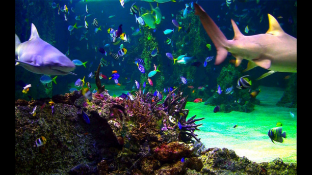 aquarium-live-hd-screensaver-screenshot.png