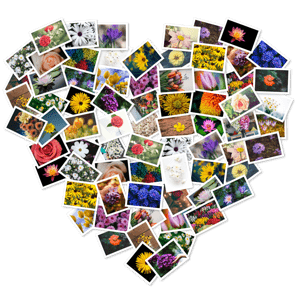 FigrCollage.png