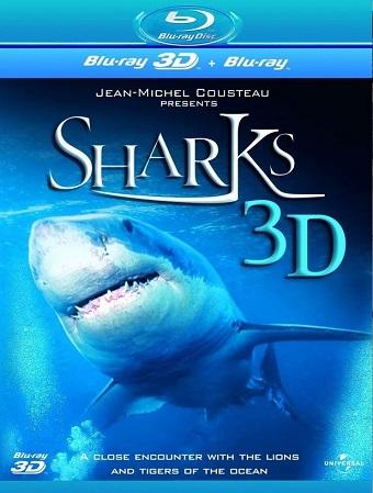 sharks.jpg