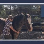 The Power Of Touch - Horse Body Awareness And Relaxation.jpg