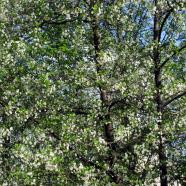 IMG_1293.jpg