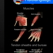 Anatomy Learning - 3D Anatomy sc.png
