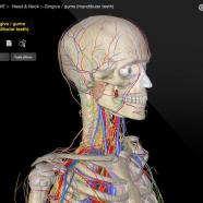 3D Organon Anatomy sc.jpg