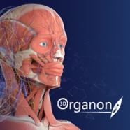 3D Organon Anatomy.jpg