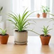 spide plant.jpg