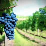 uva_lambrusco-300x199.jpg