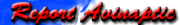 report.png