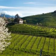 Strada-del-Prosecco-dei-Colli-di-Conegliano-e-Valdobbiadene-le-vigne.jpg