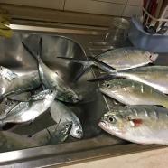 pesca di sabato (2).JPG