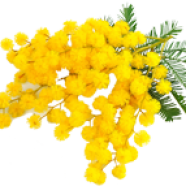 mimosa.png