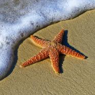 starfish-1851289_640.jpg