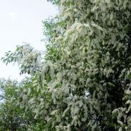 IMG_0593.jpg