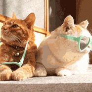 1398429834_gifs_170.gif
