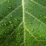 catceeq-droplets-7637235_1920.jpg