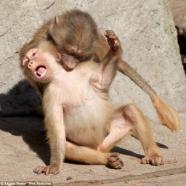 baboons-play.jpg