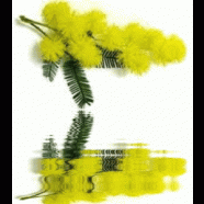 8-marzo-festa-della-donna.gif