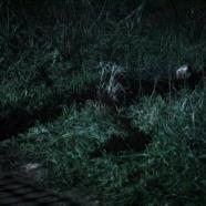 vlcsnap-2015-10-05-08h23m57s911.jpg